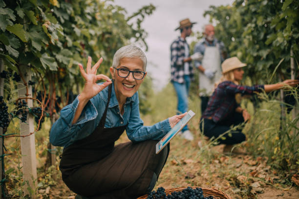 szczęśliwa staruszka z cyfrowym tabletem w winnicy - senior adult caucasian farmer grape harvesting zdjęcia i obrazy z banku zdjęć