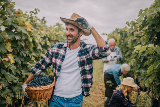 istock Young farmer in the field 1058394414