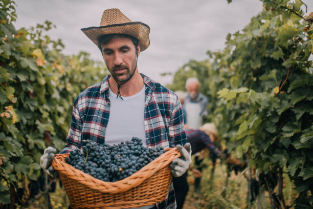 istock Young man looking at basket of grapes 1058394420