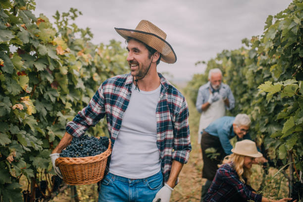 istock Young man holding basket of grapes 1058394424