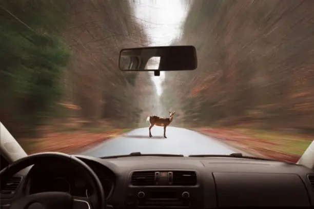 Photo of Deer on the road