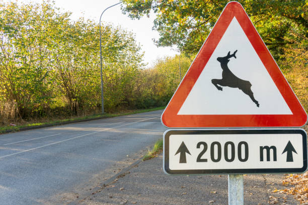 istock Road sign. Caution wild crosses the road 1058396552