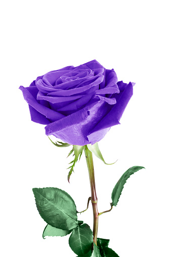 Single purple rose isolated over white