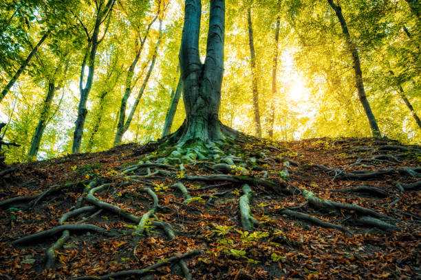 istock Roots of big tree on a forest 1058397254