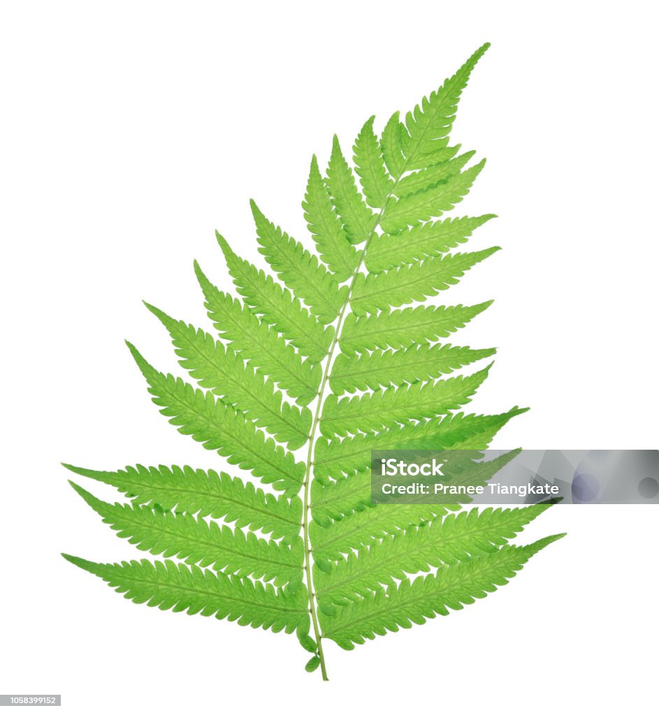 Chế Độ Xem Trên Cùng Của Dương Xỉ Trên Nền Trắng Hình ảnh Sẵn có ...