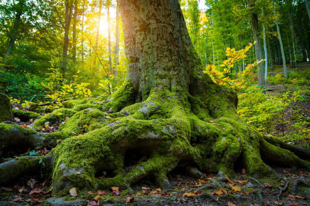 istock Roots of big tree on a forest 1058399568
