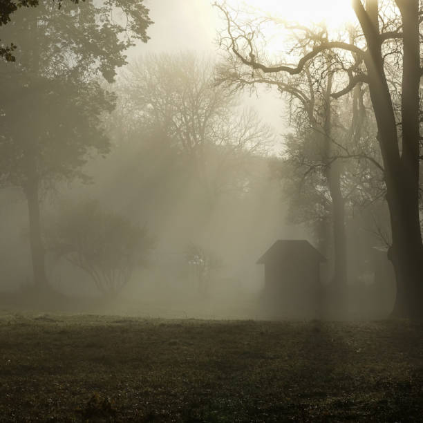 istock Sun shines through thick fog and trees in early morning. 1058399574
