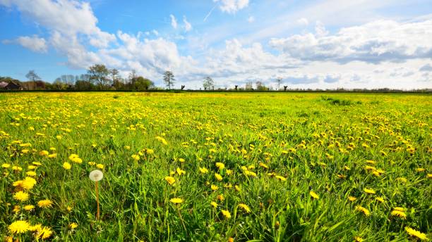 istock Dandelion filed in Netherlands 1058402558