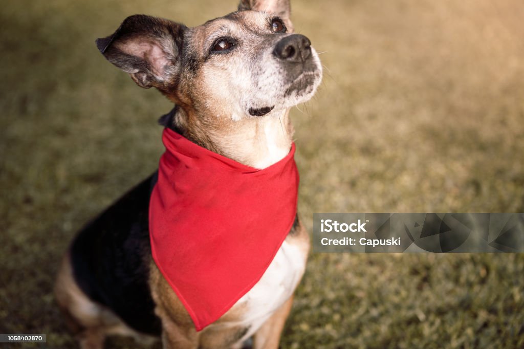 Dog wearing red bandana Cute mutt dog wearing red bandana Bandana Stock Photo