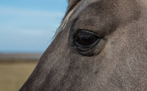 istock Wild Koniki Horse at  Engure Lake Latvia 1058408510