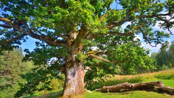istock Old oak tree in Kvepene, Latvia 1058408820