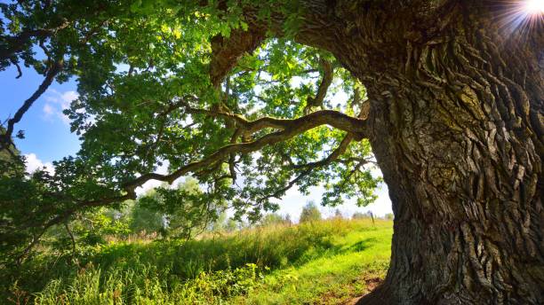 istock Old oak tree in Kvepene, Latvia 1058408832