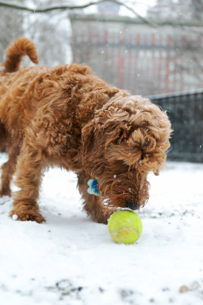 istock Miniature goldendoodle playing fetch in snow at dog park 1058419986