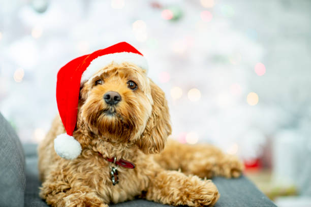 istock Puppy with a santa hat 1058420192