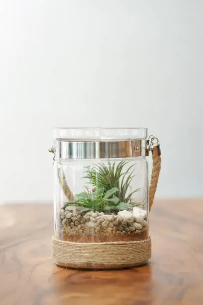 Air plant and terrarium. The terrarium plant with cactus inside is isolated on the wooden table. White background copy space.