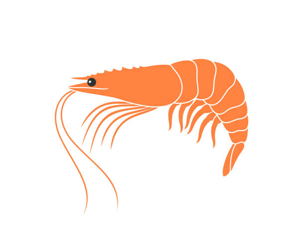 タイガー海老のロゴ。白い背景の分離のエビ。エビ - black tiger shrimp点のイラスト素材／クリップアート素材／マンガ素材／アイコン素材
