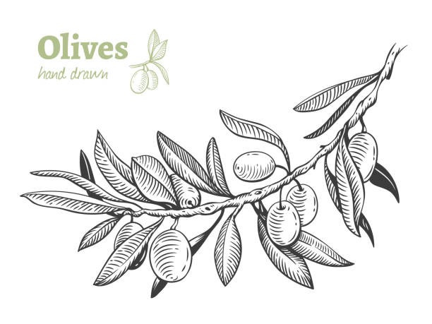 illustrations, cliparts, dessins animés et icônes de olives, illustration vectorielle dessinés à la main - olive verte