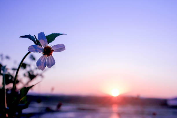 Small white flowers with light of morning sunrise.