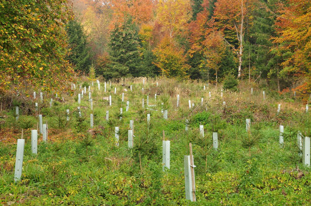 reforestation on a clearing glade in forest with tree seedlings protected against damage caused by game reforestation stock pictures, royalty-free photos & images