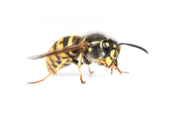 A queen Vespula vulgaris wasp on a white background