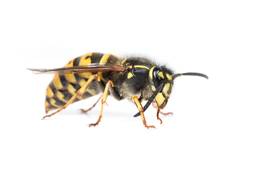 A queen Vespula social wasp cleaning her antenna