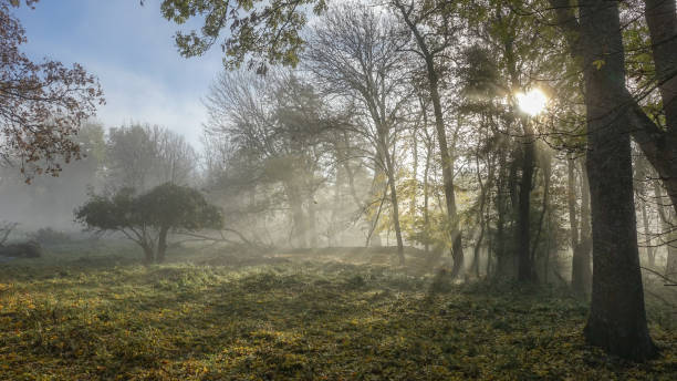 istock Sun shines through thick fog and trees in early morning. 1058433574