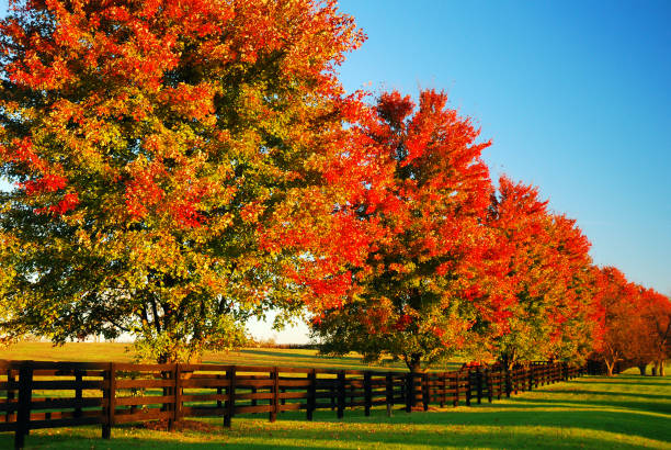 linhas de vermelho linha uma pista do país - unesco world heritage site day sunlight tree - fotografias e filmes do acervo