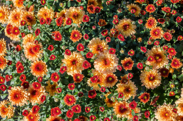 istock Orange flowers blooming texture. Autumn flowers background. 1058435914