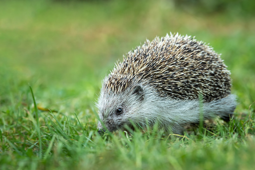 Portrait of a hedgehog walking in a green meadow in autumn