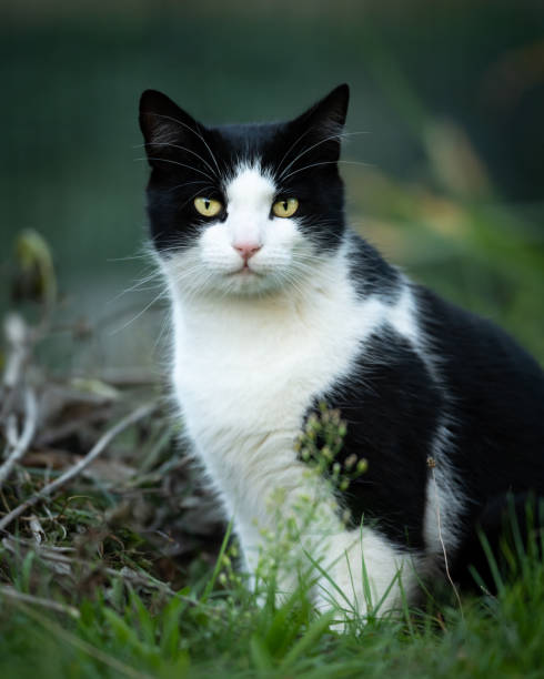 istock A young male black and white colored cat 1058439350