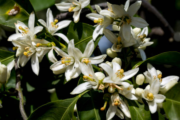 istock Ripe oranges hanging on a blossoming orange tree 1058439850