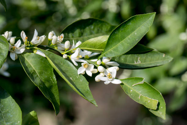istock Ripe oranges hanging on a blossoming orange tree 1058439880
