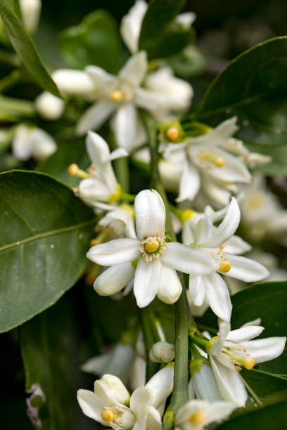 istock Ripe oranges hanging on a blossoming orange tree 1058439894