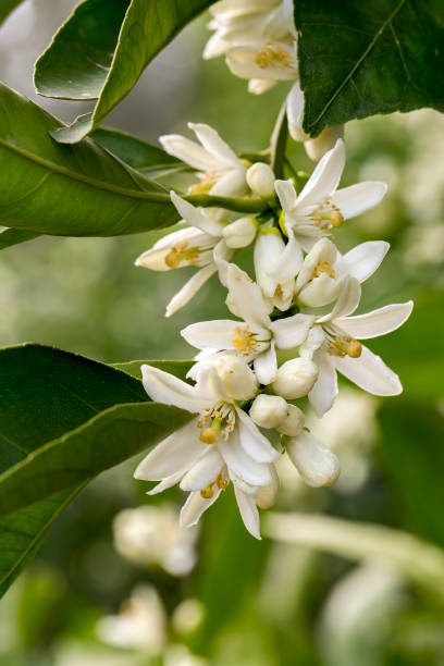istock Ripe oranges hanging on a blossoming orange tree 1058440060