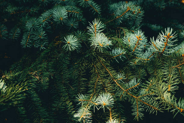 istock Green branches of fir or pine tree. Christmas background. 1058441434