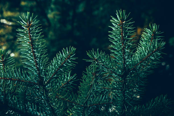 istock Green branches of fir or pine tree. Christmas background. 1058441462
