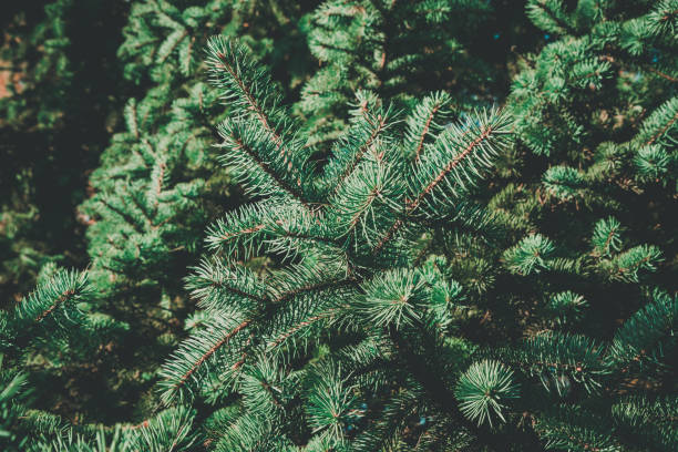 istock Green branches of fir or pine tree. Christmas background. 1058441608