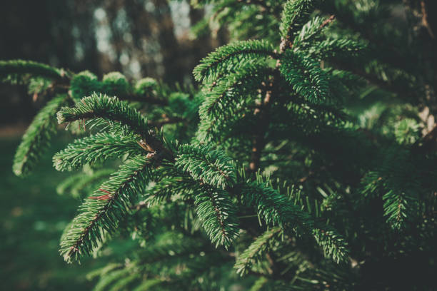istock Green branches of fir or pine tree. Christmas background. 1058441610