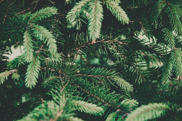 istock Green branches of fir or pine tree. Christmas background. 1058441710