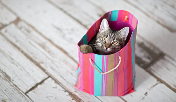 Kätzchengeschenk curious kitten looks out of a gift bag kitten gift stock pictures, royalty-free photos & images