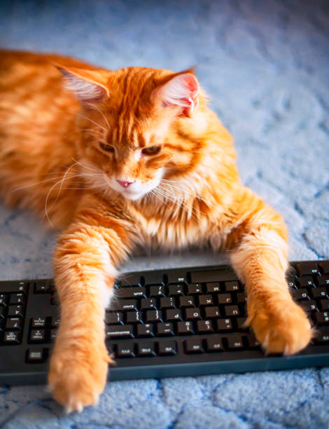 istock Ginger maine coon cat put his paws on black keyboard. 1058442056