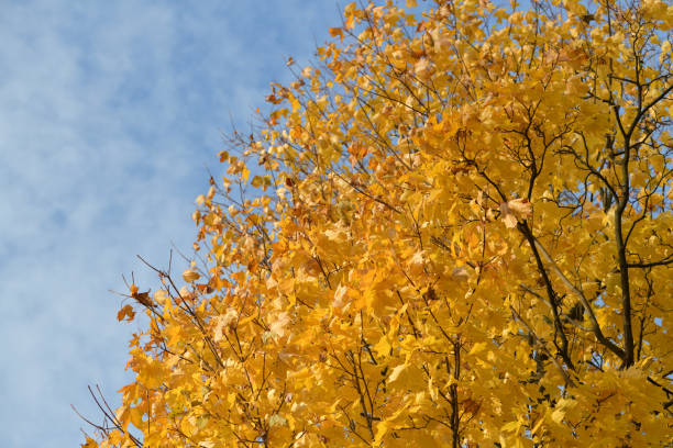 Golden autumn maple crown stock photo