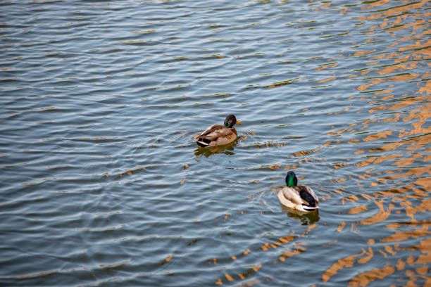 ducks swim in the pond in the autumn Park Beautiful wild ducks flew to the forest lake and they swim and fish anseriformes photos stock pictures, royalty-free photos & images