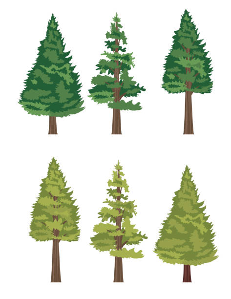 귀여운 만화 트리 - coniferous tree stock illustrations