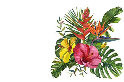 Watercolor tropical wildlife Beautiful cards. Hand Drawn jungle nature, hibiscus flowers illustration