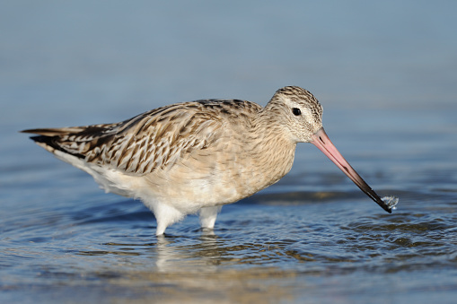 bar-tailed godwit (Limosa lapponica)