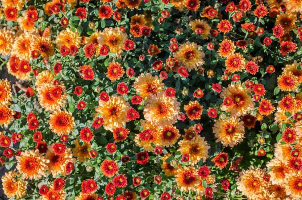 istock Orange flowers blooming texture. Autumn flowers background. 1058449916