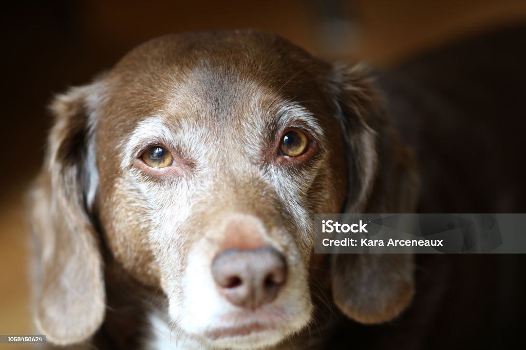 Vieux chien avec fourrure brune et blanche se penche sur l’appareil photo - Photo de Chien libre de droits