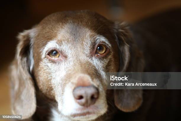 Photo libre de droit de Vieux Chien Avec Fourrure Brune Et Blanche Se Penche Sur Lappareil Photo banque d'images et plus d'images libres de droit de Chien