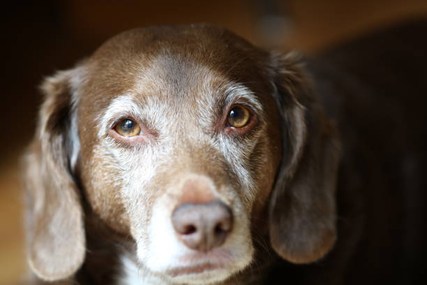 Old Dog with Brown and White Fur Looks at Camera